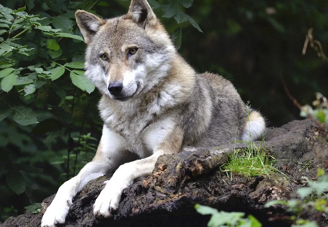 Verein „CHWOLF“ nicht beschwerdeberechtigt gegen Wolfsabschüsse